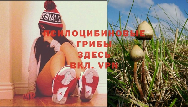 сатива Алзамай